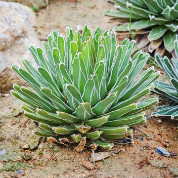 Agave victoriae-reginae - Koningin Victoria-agave