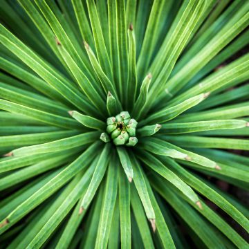 Agave stricta Nana - Egeltjesplant