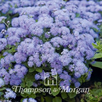 Mexicaantje Blue Danube F1 (zaad) - Ageratum houstonianum