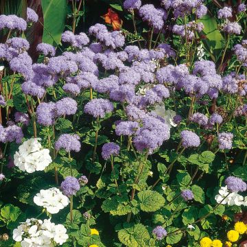 Mexicaantje City Blue - Ageratum houstonianum