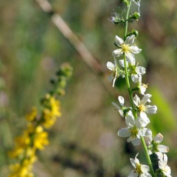 Agrimonia eupatoria Alba - Gewone agrimonie