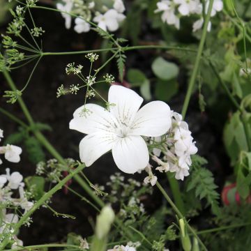 Agrostemma githago Ocean Pearl (zaad) - Bolderik