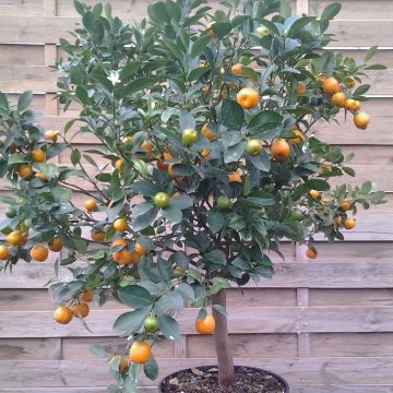 Citrus Calamondin