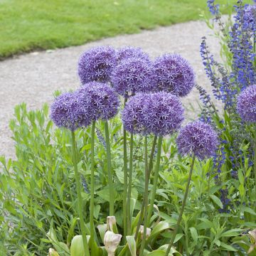 Allium Globemaster - Sierui