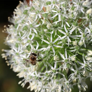 Allium Mount Everest - Sierui