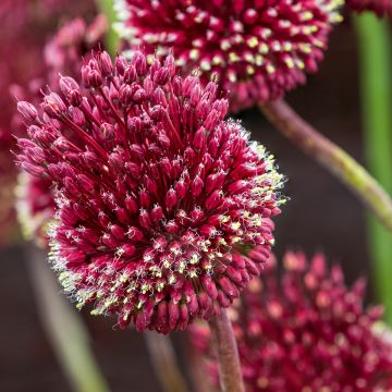 Allium amethystinum Red Mohican - Sierui