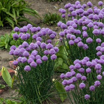 Allium Serendipity - Sierui