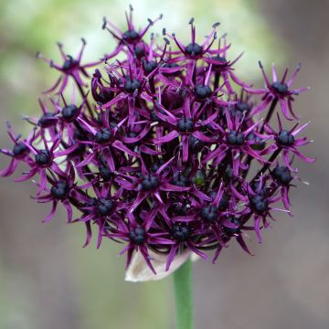 Allium atropurpureum - Sierui