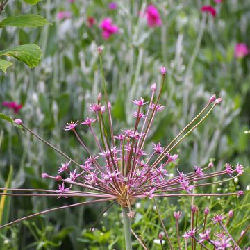 Allium schubertii - Sierui