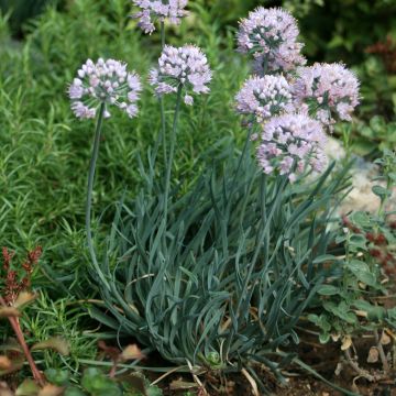 Allium senescens Lisa Blue - Sierui