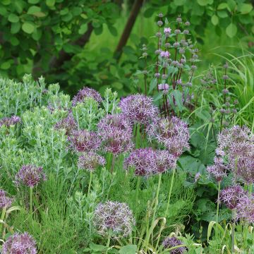 Allium christophii - Sterrenlook