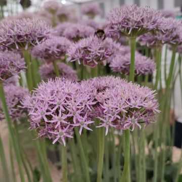 Allium New York - Sierui