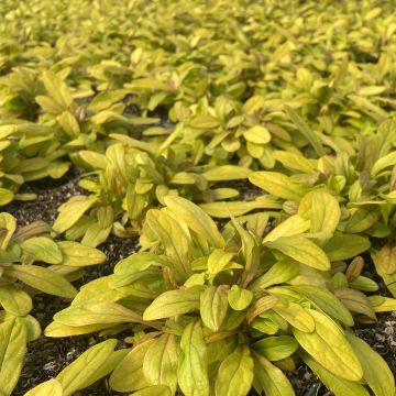 Ajuga reptans Petite Parakeet - Kruipend zenegroen