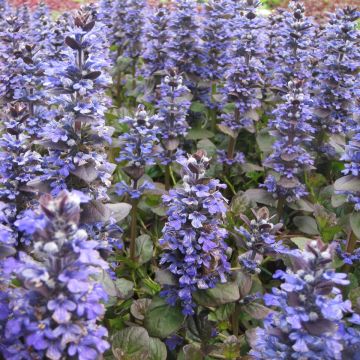 Ajuga reptans Catlins Giant - Kruipend zenegroen