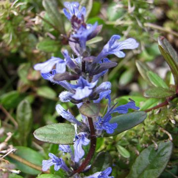 Ajuga tenorei - Kruipend zenegroen