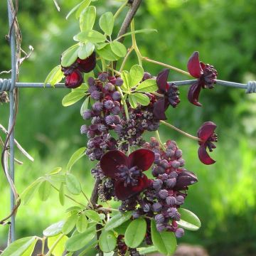 Akebia longeracemosa - Schijnaugurk