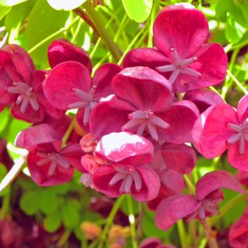 Akebia quinata var. Rosea - Schijnaugurk