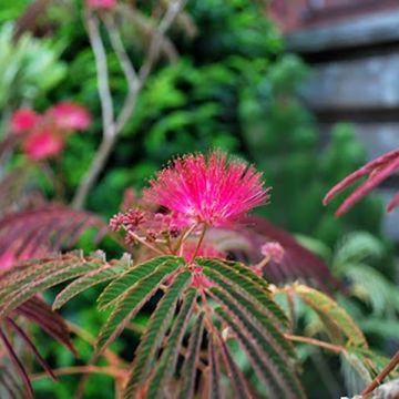 Albizia julibrissin Evis Purple - Perzische slaapboom