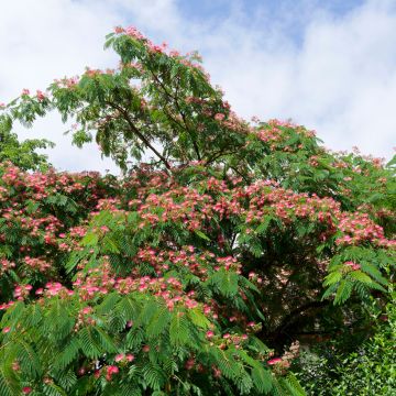 Albizia julibrissin Rosea - Perzische slaapboom