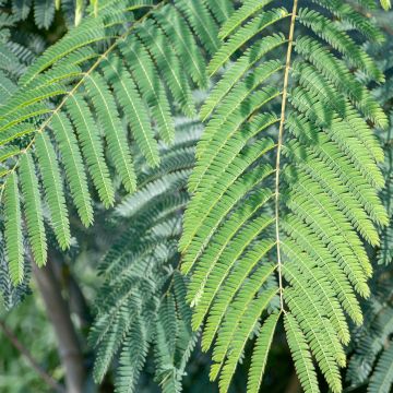 Albizia julibrissin Shidare - Perzische slaapboom
