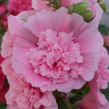 Alcea rosea Appleblossom (zaad) - Stokroos