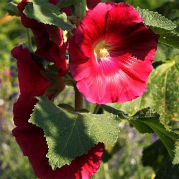 Alcea rosea Mars Magic - Stokroos