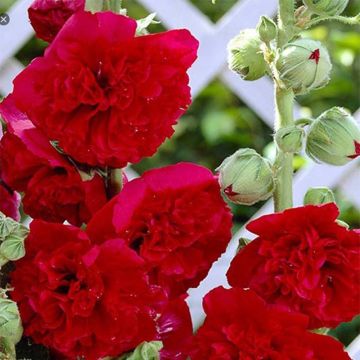 Alcea rosea Pleniflora - Stokroos rood