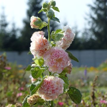 Alcea rosea Peaches N Dreams (zaad) - Stokroos