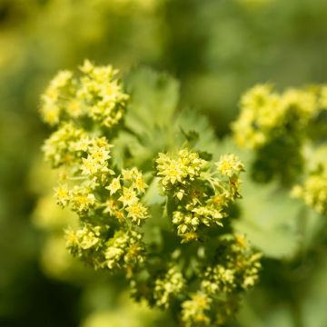Alchemilla epipsila - Vrouwenmantel