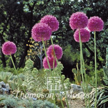 Allium giganteum (zaad) - Reuzenlook