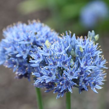 Allium caeruleum - Blauwe sierui
