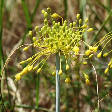 Allium chloranthum Yellow Fantas - Sierui