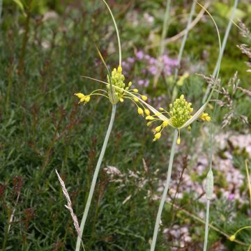 Allium flavum - Gele look