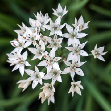Knoflookbieslook (pootgoed) - Allium tuberosum