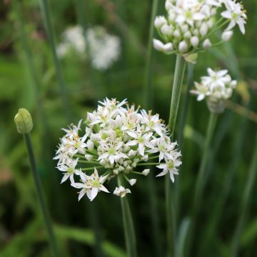 Allium tuberosum Cliffs of Dover - Chinese bieslook