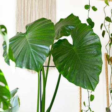 Alocasia Calidora - Olifantsoor