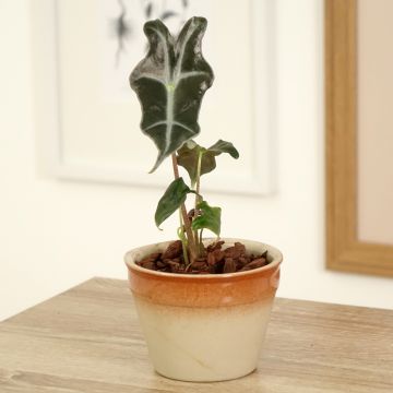 Alocasia Curly Bambino - Olifantsoor