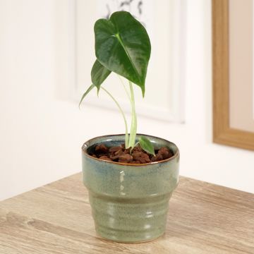 Alocasia micholitziana Frydek - Olifantsoor