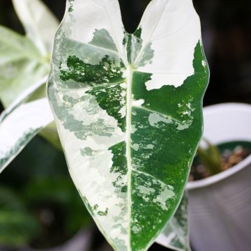 Alocasia micholitziana Frydek Variegata - Olifantsoor