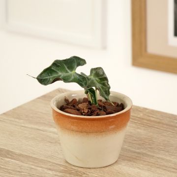 Alocasia Loco - Olifantsoor