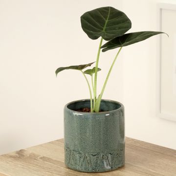 Alocasia Regal Shields - Olifantsoor