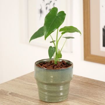 Alocasia gageana California - Olifantsoor