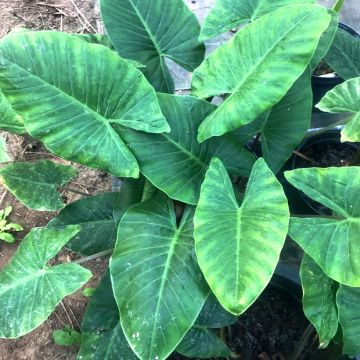 Alocasia cucullata - Olifantsoor