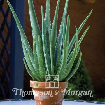Aloe vera (zaad) - Medicinale aloë