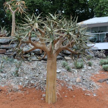 Aloe dichotoma - Arbre carquois