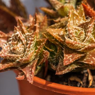 Aloe squarrosa - Boomaloë