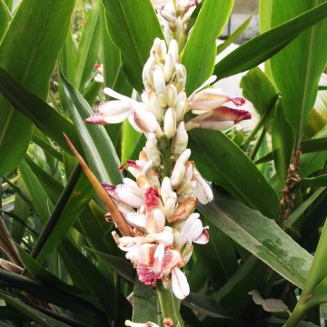 Alpinia galanga - Laos