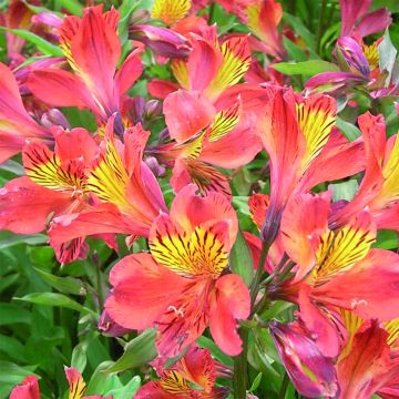 Alstroemeria Inca Tropic - Incalelie