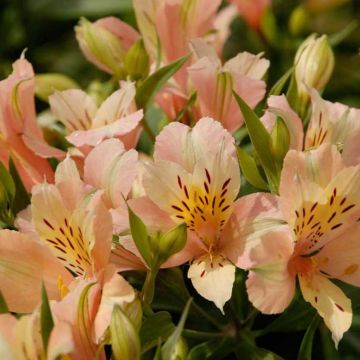Alstroemeria Inca Coral - Incalelie