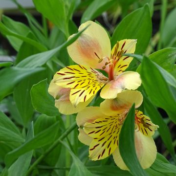 Alstroemeria Majestic Layon - Incalelie
